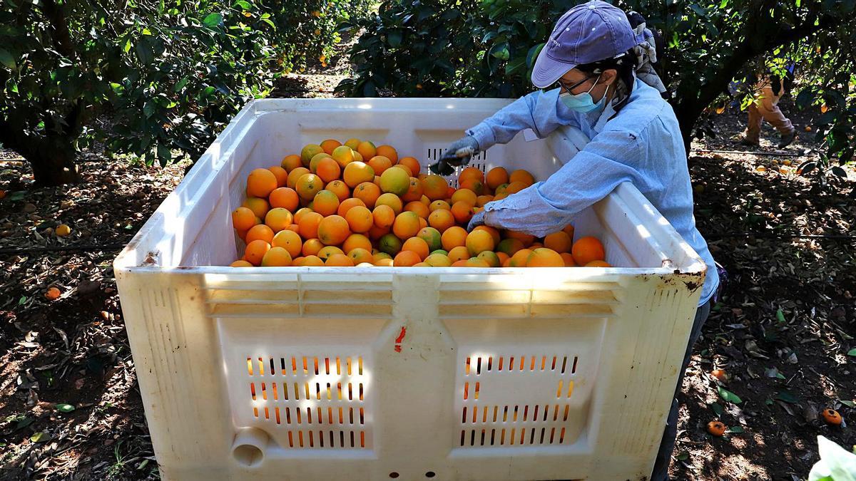 Recogida de la naranja en una finca de La Vega del Guadalquivir.