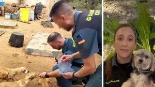 Alerta de la Guardia Civil por lo que está pasando con los perros: "Ten cuidado..."