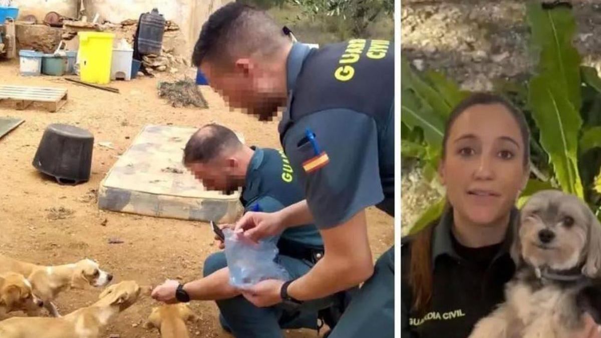 Alerta de la Guardia Civil por lo que está pasando con los perros Ten cuidado...