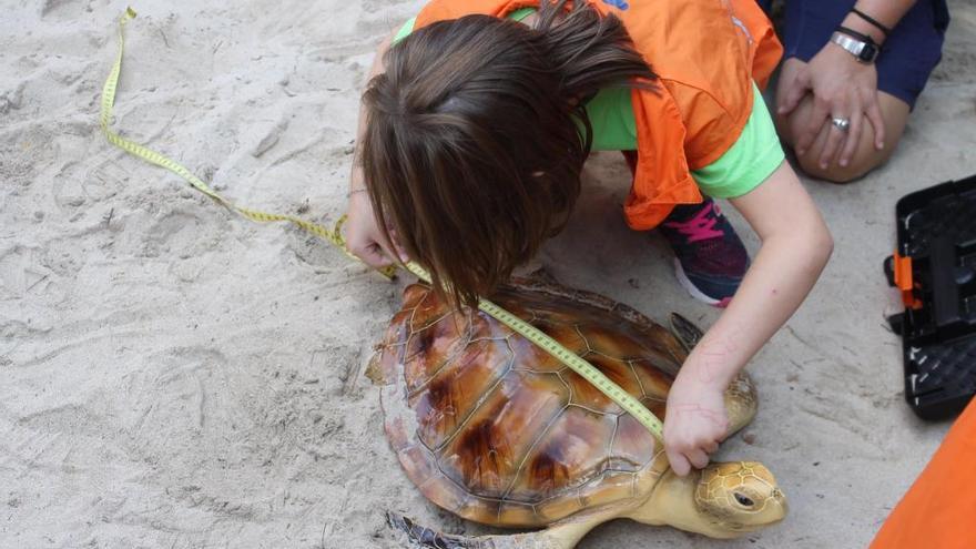Recuperadas 35 tortugas varadas en aguas de Baleares en lo que va de año
