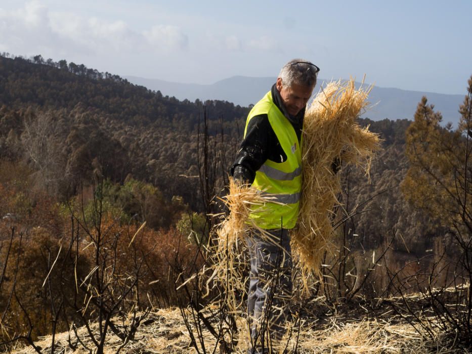 Incendios en Galicia | Paja para recuperar los mon