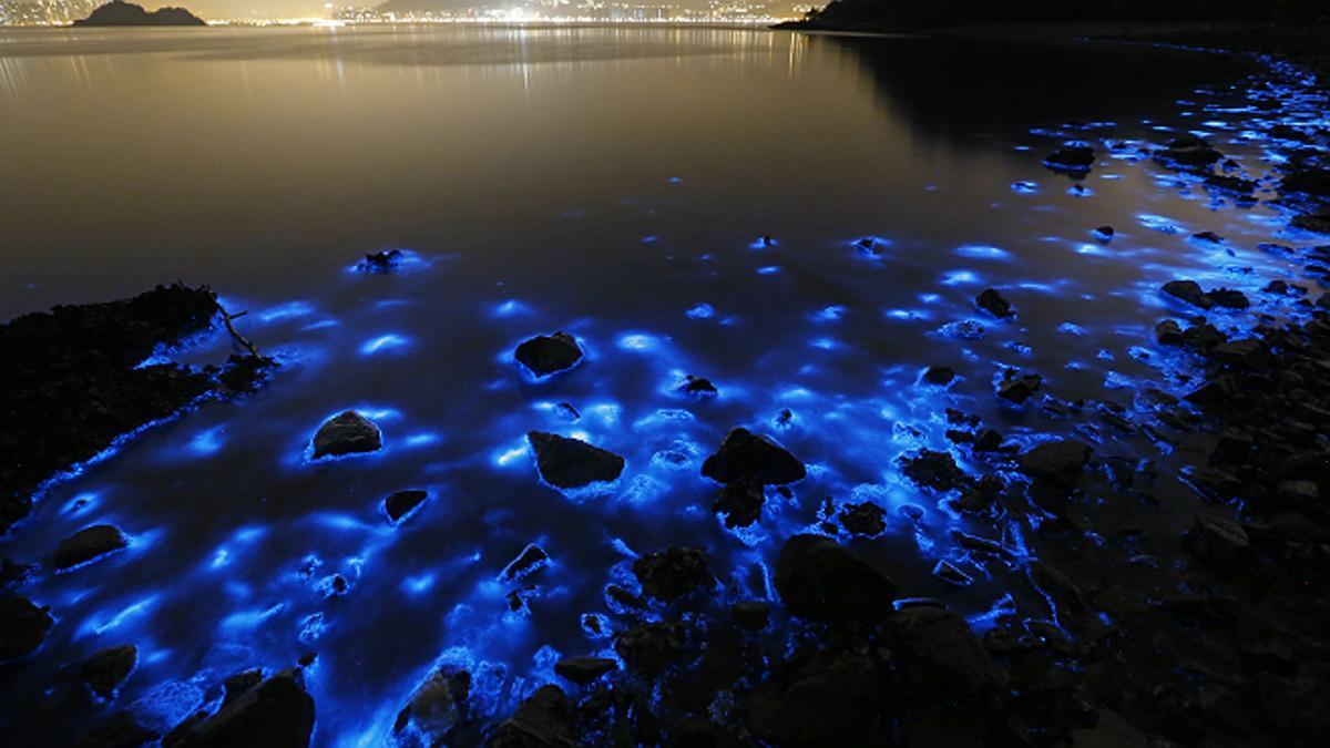 La especie Noctiluca scintillans afecta la costa de Hong Kong