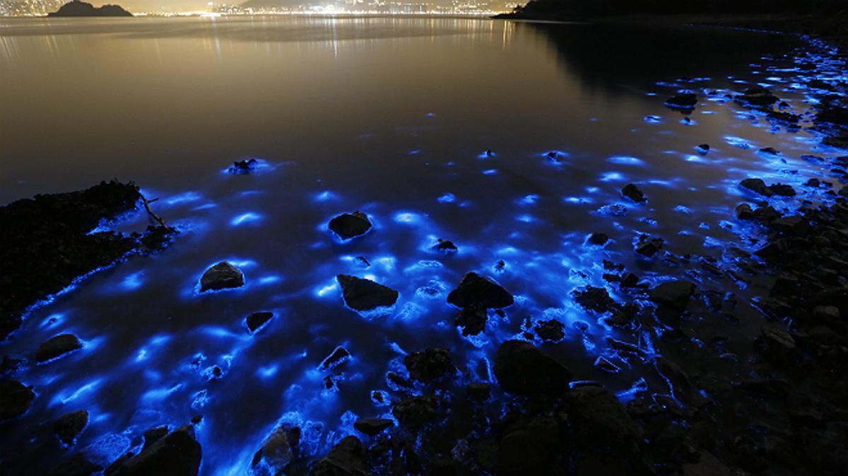 La especie Noctiluca scintillans afecta la costa de Hong Kong.