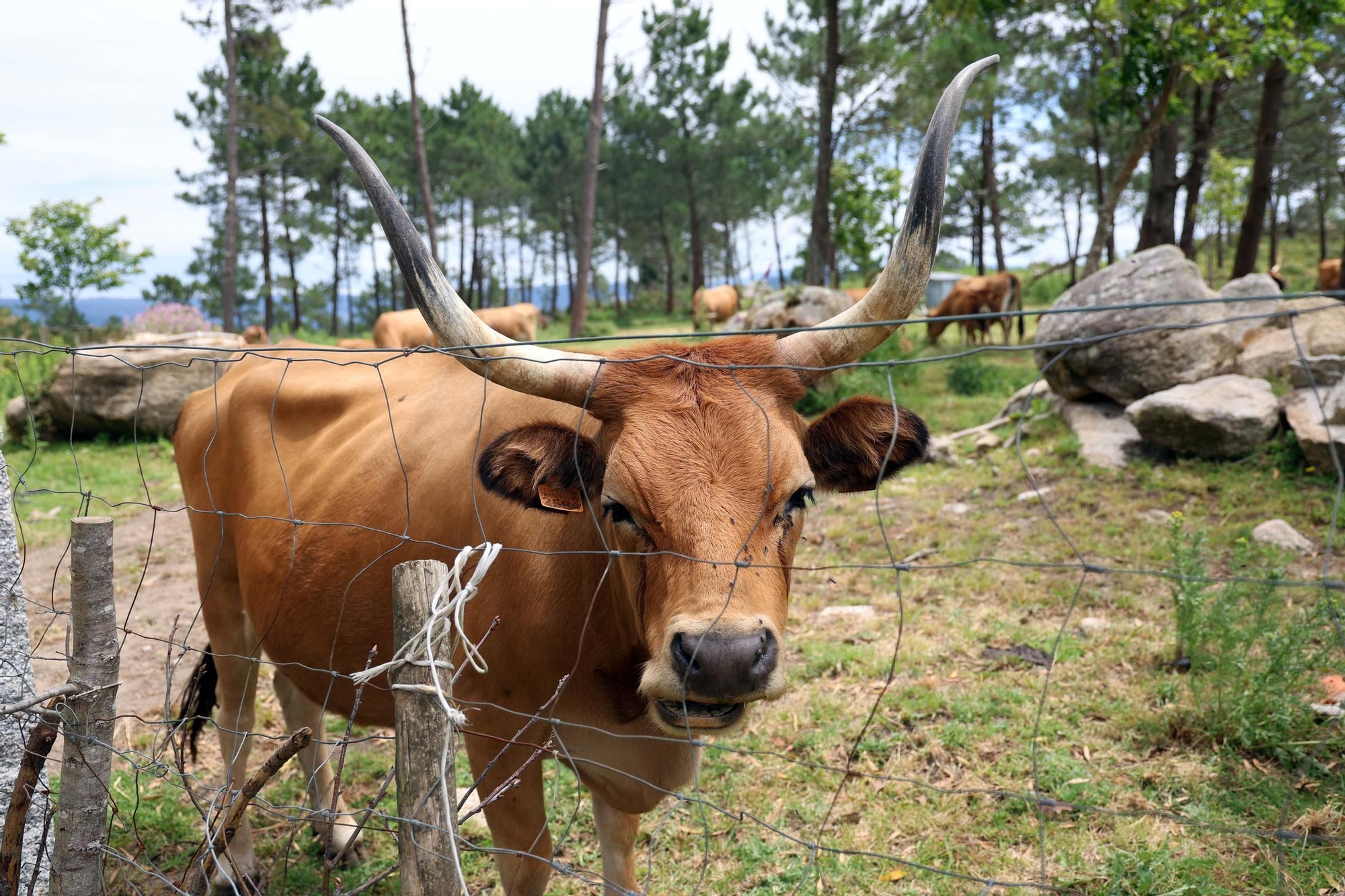 Celebración de la VI Festa da Vaca Cachena en los montes de San Vicente de O Grove.