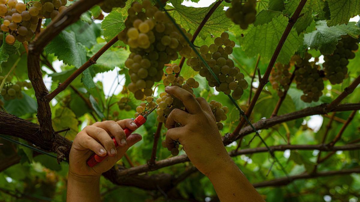 Un hombre recoge uva de la denominación Rías Baixas durante la vendimia