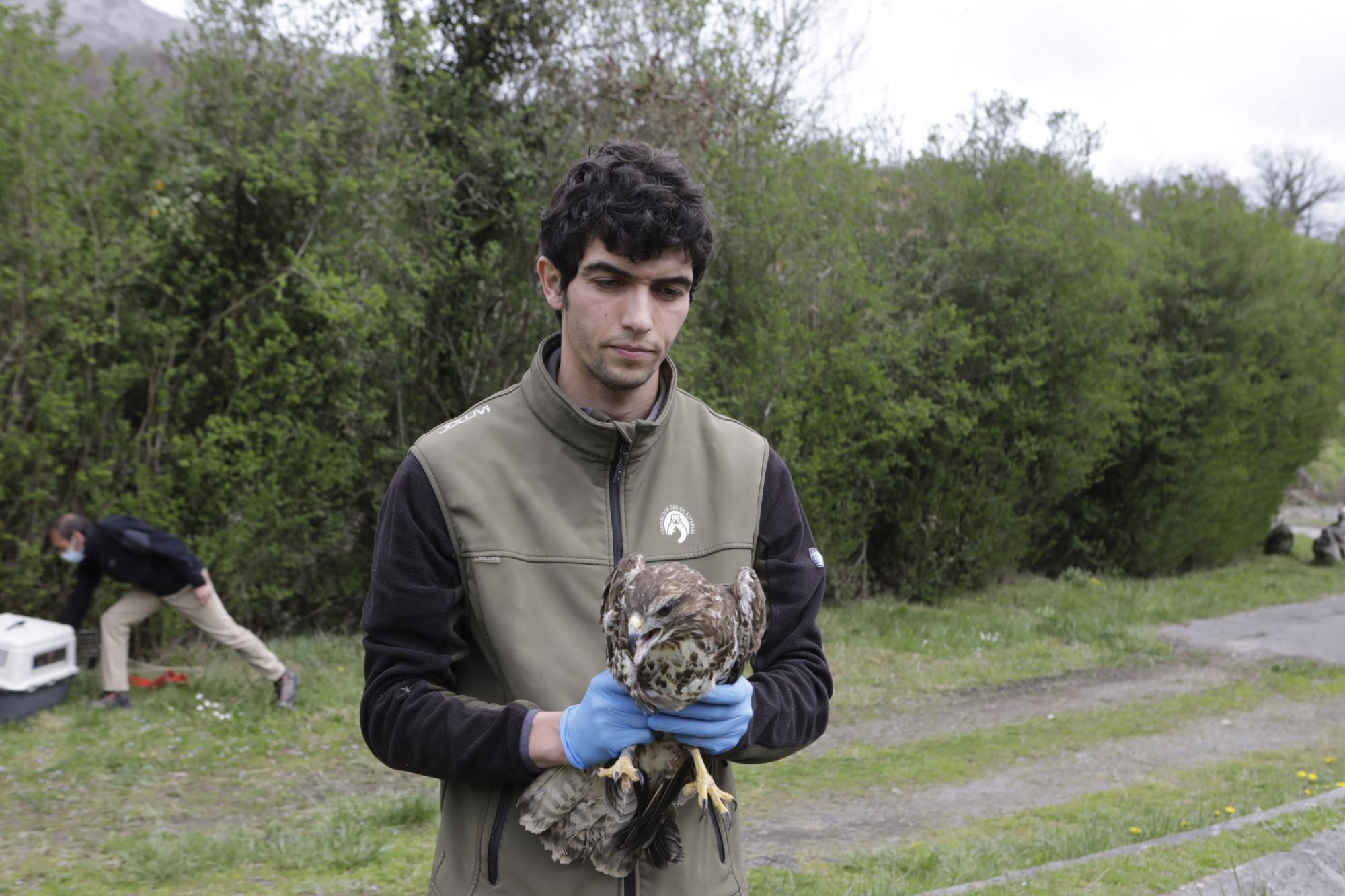 Visitas escolares al hospital de recuperación de fauna silvestre de Ladines, en Sobrescobio