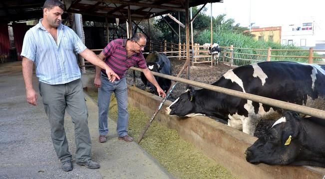 VACAS CABRAS LECHE PRODUCCION