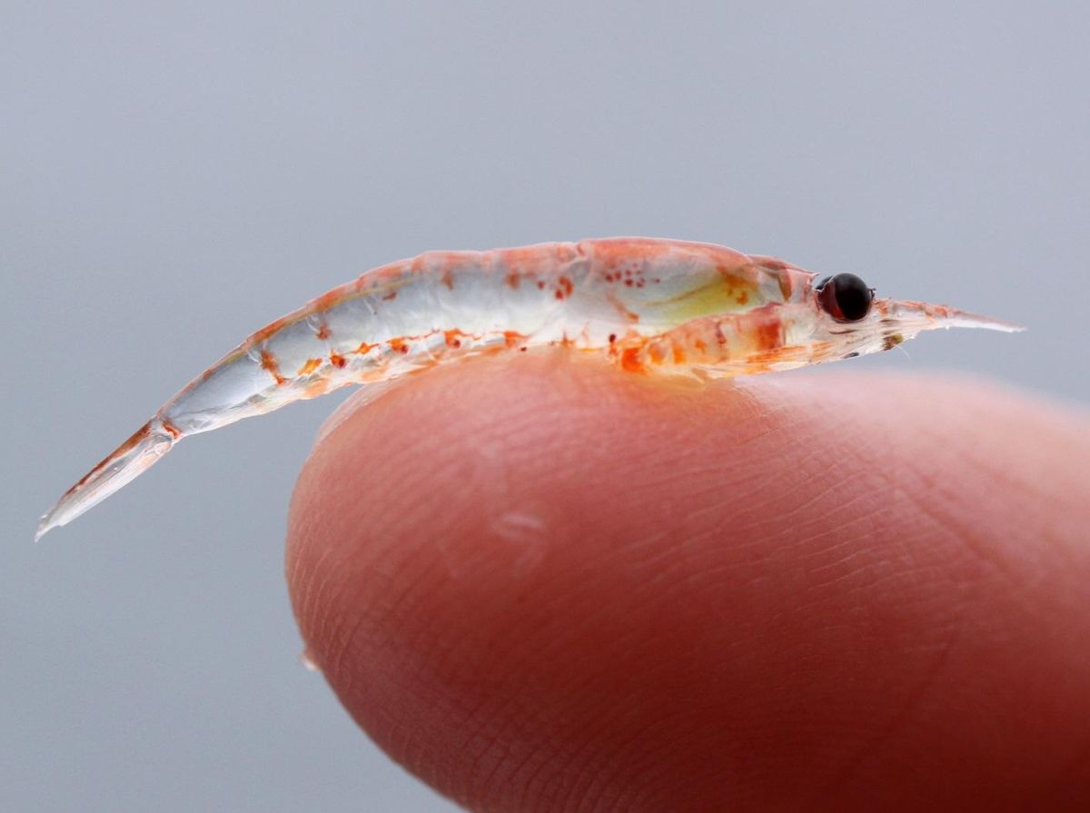 El krill tiene un tamaño muy pequeño