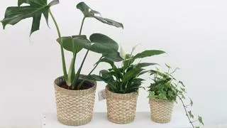 Las plantas que más tiempo duran sin regar