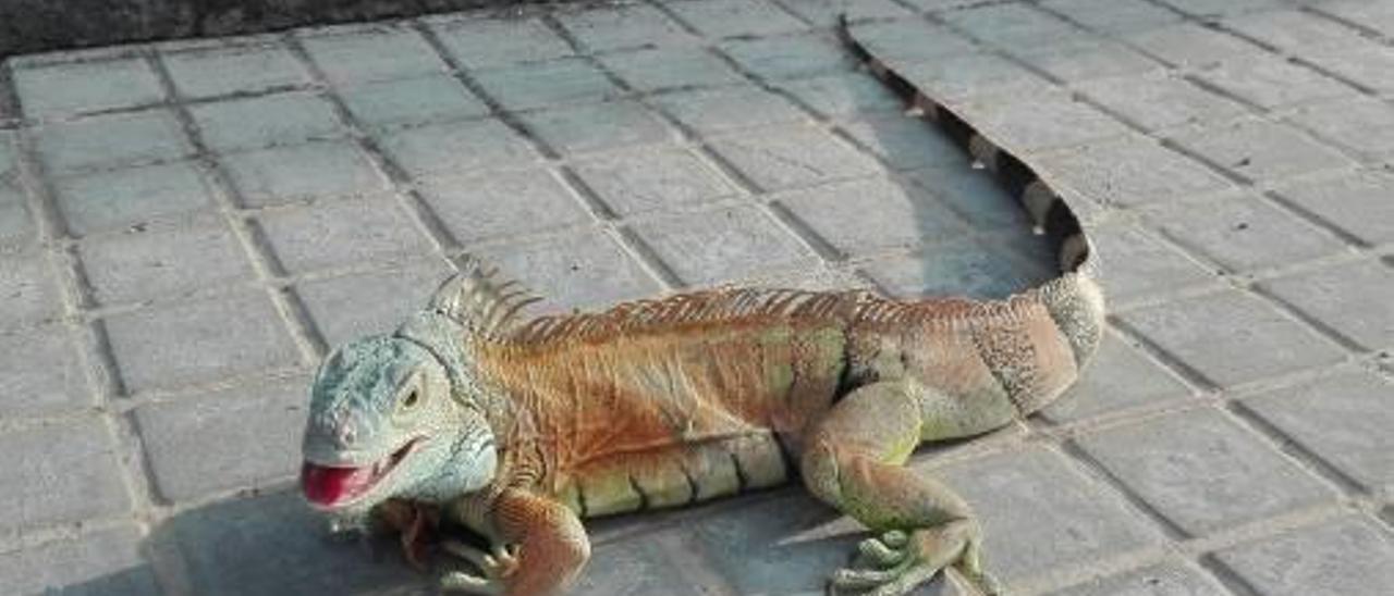 Recuperan en El Racó una iguana de casi un metro que se escapó del Respirall