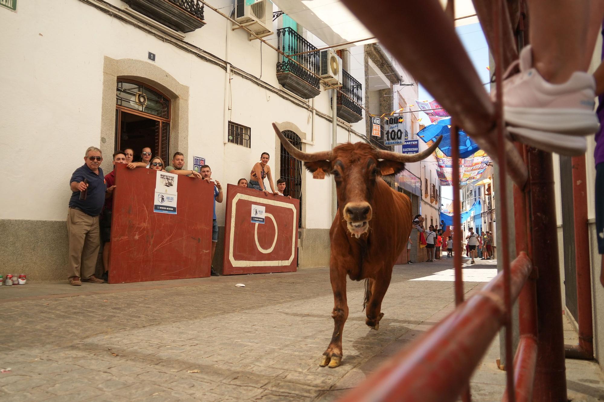 Las vaquillas de El Viso vuelven a correr las calles del pueblo