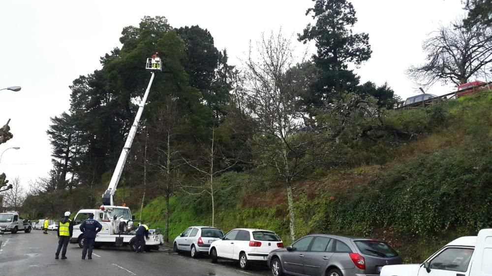 Peligro por un árbol en riesgo de desplome