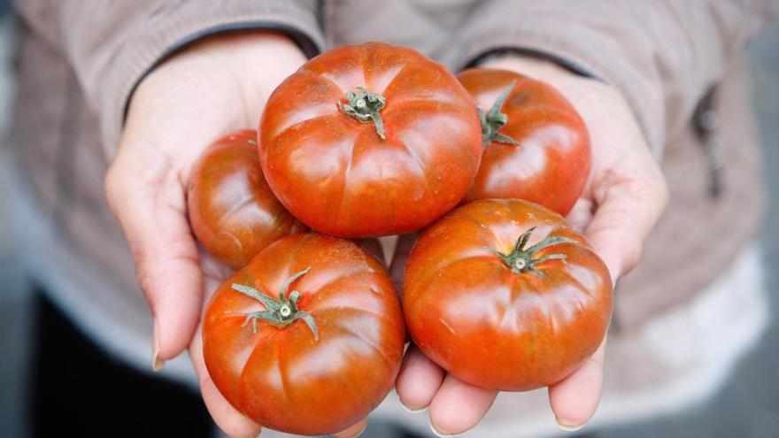 Regar menos los tomates mejora su sabor, según investigadores valencianos