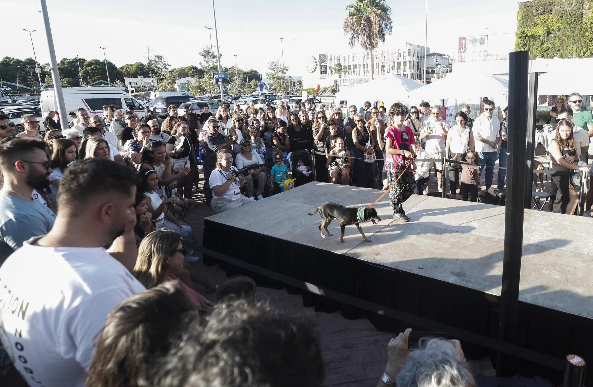 FOTOS | Desfile de Peluditos: Varios perros de Son Reus buscan un hogar