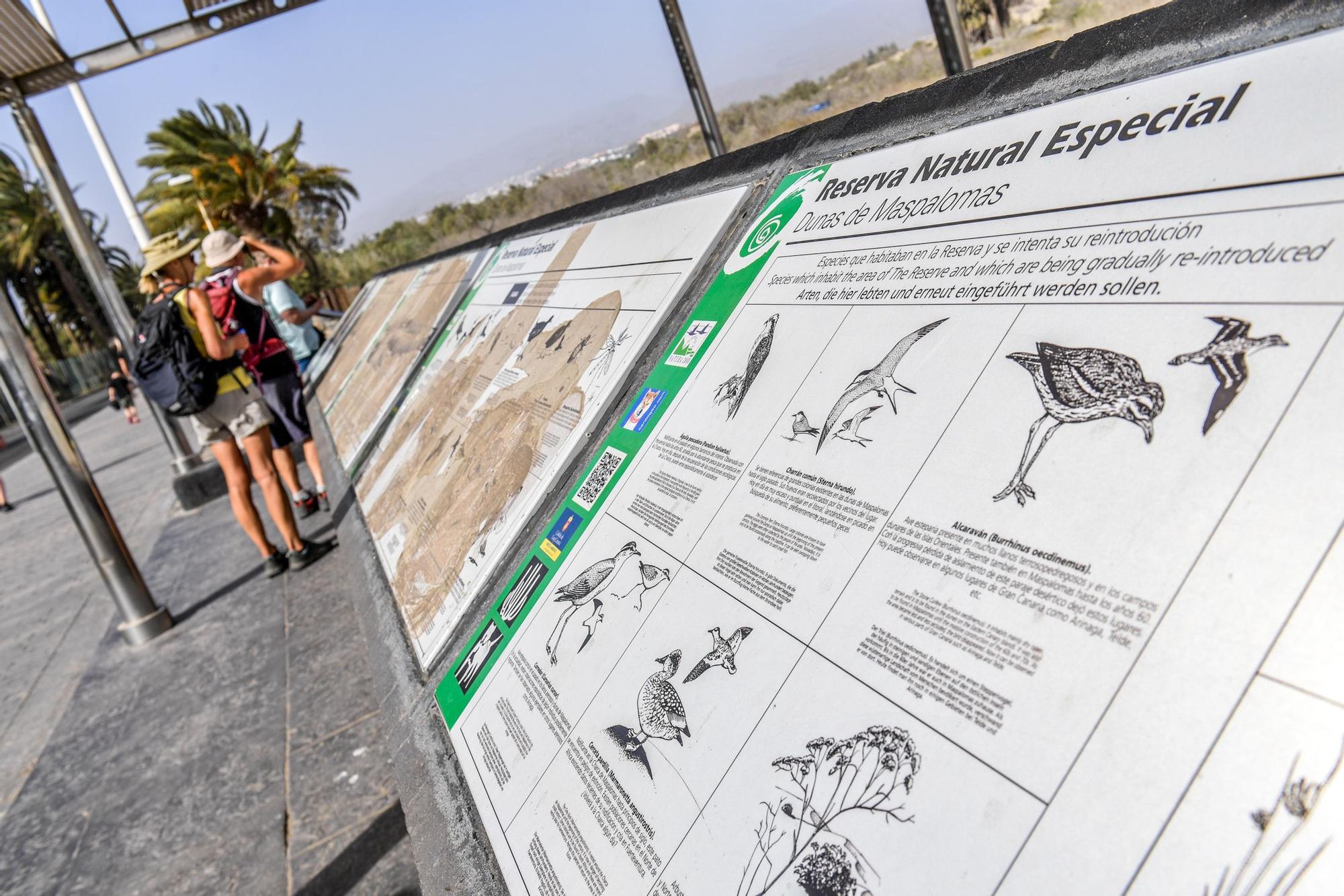 Avistamiento de fauna en la charca de Maspalomas