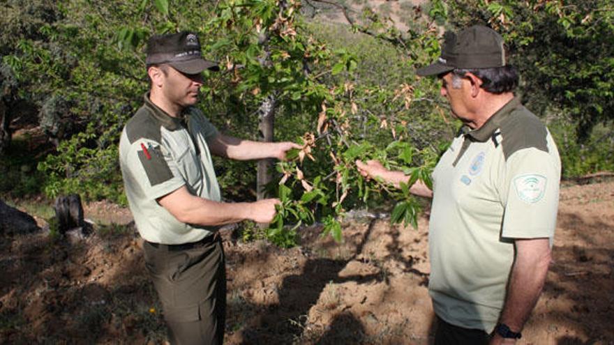 Dos agentes forestales observan un ejemplar de castaño afectado.
