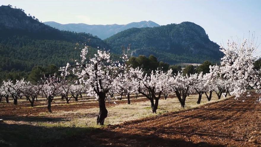 Nace &#039;MulaFlor&#039;, la Fiesta del Almendro en Flor que traerá rutas guiadas, gastronomía y otras actividades