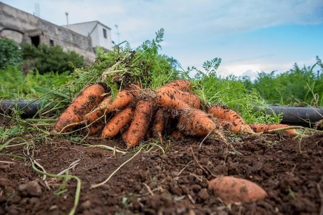 Entrevista al agricultor ecológico José ...