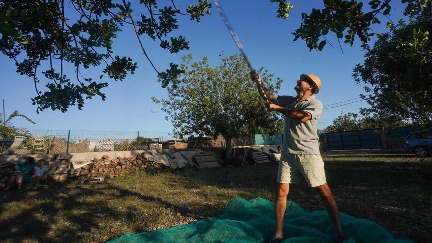 Un agricultor durante el vareo de un algarrobo. | MARCELO SASTRE