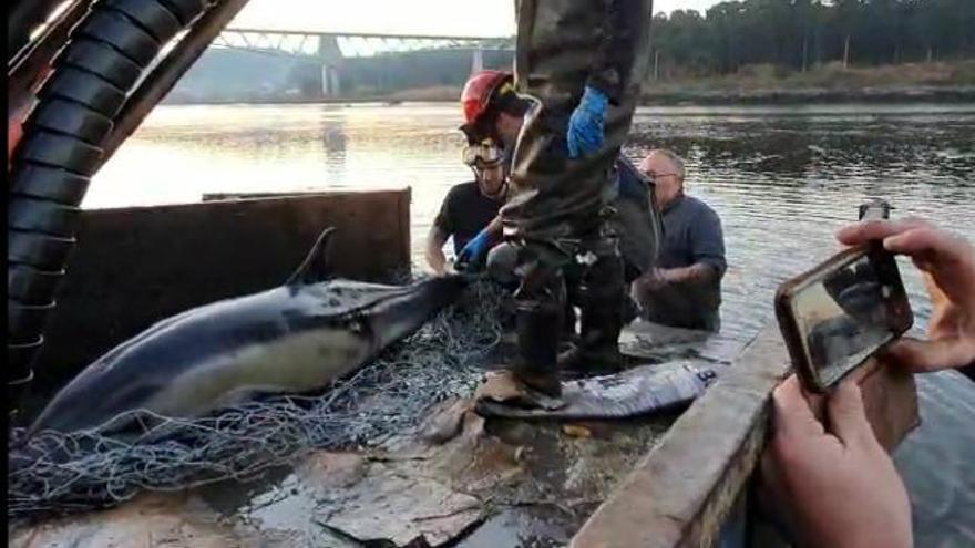 Agónico rescate de un delfín varado en seco en Catoira