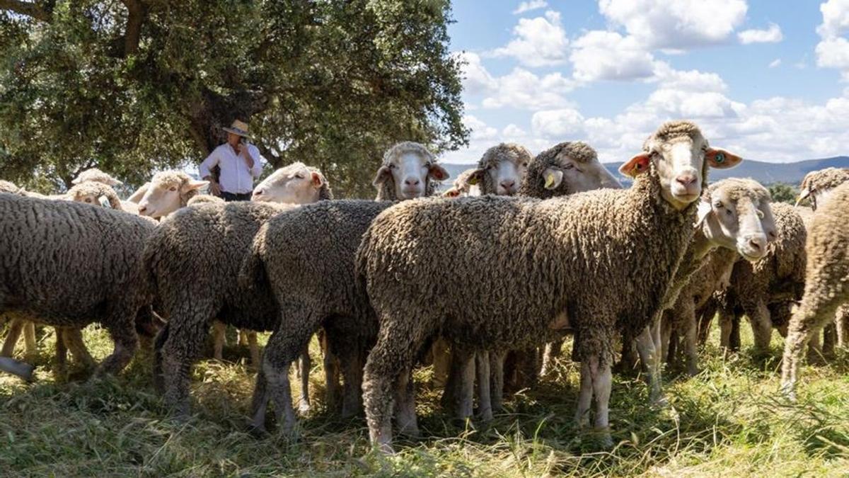 Un rebaño de ovejas en la dehesa extremeña.