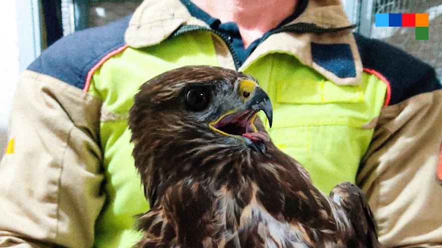 Los bomberos liberan un águila atrapada en Castelló