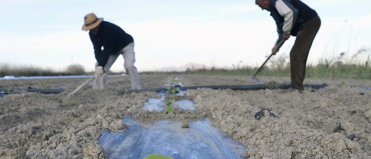 Agricultores del Camp d’Elx realizan trabajos de plantación en sus terrenos, en una imagen reciente.