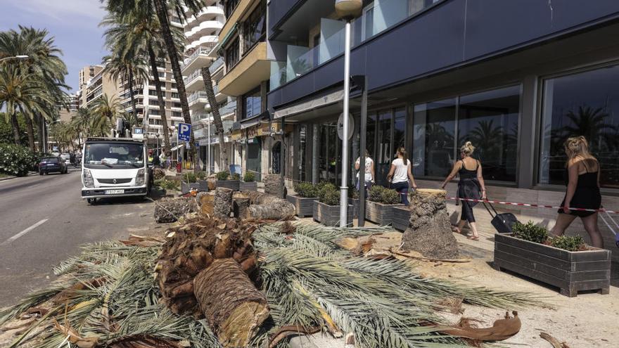 Talan dos palmeras en el Paseo Marítimo