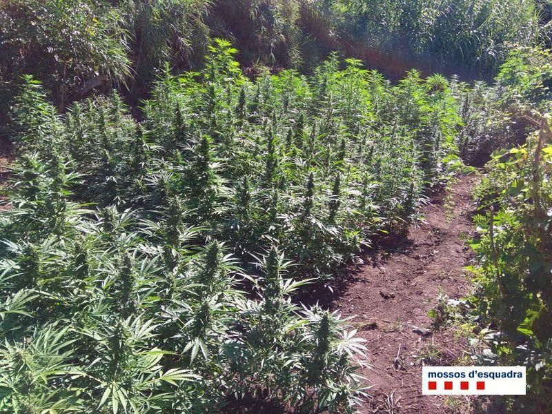 Localitzen tres plantacions de marihuana a l'Alt Empordà