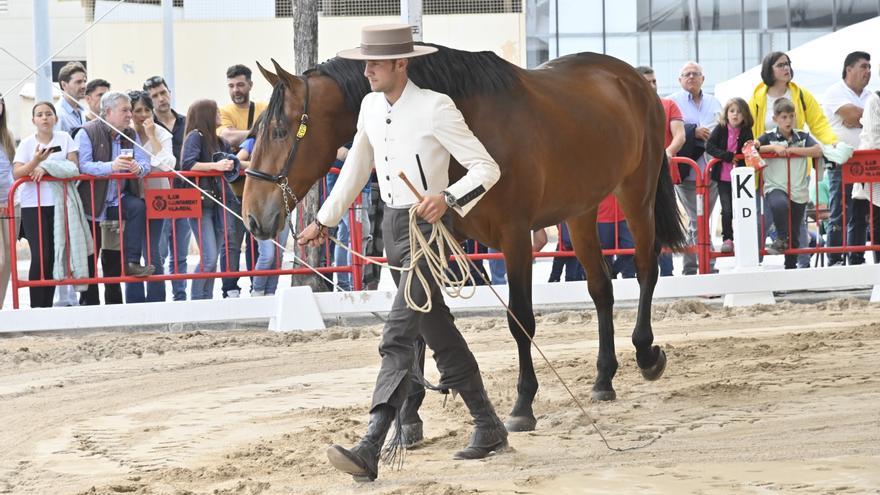 Espectaculares caballos de pura raza de toda España se reúnen en un concurso en Vila-real