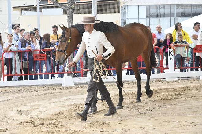 Galería: Espectaculares caballos de pura raza llegados de toda España se reúnen en un concurso en Vila-real