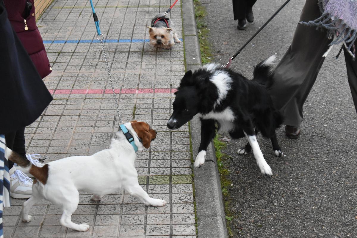 Fotogalería | Así ha sido la celebración de San Antón en el colegio San Antonio de Cáceres