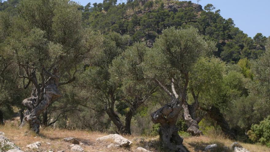 Was in den Wäldern auf Mallorca wächst