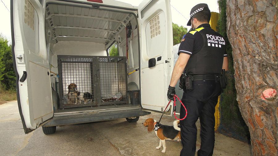 Operatiu de desmantellament d'un punt il·legal de cria i venda de gossos a Blanes