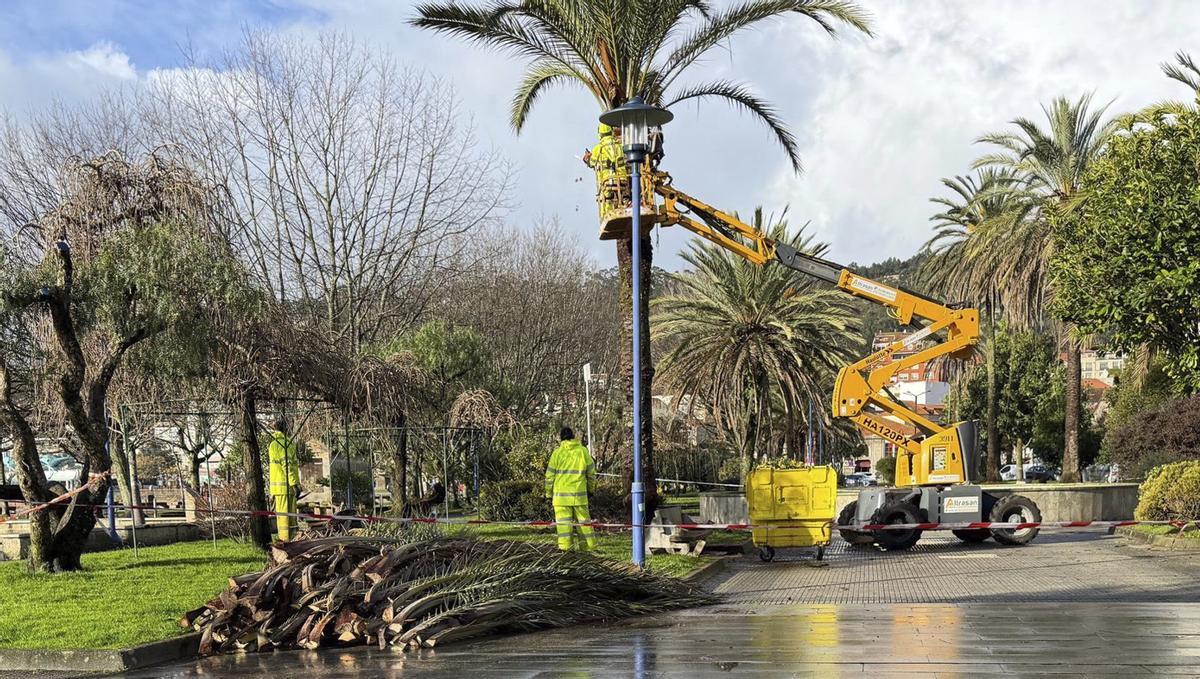 Operarios municipales realizando la poda de palmeras en los jardines de O Sinal, con una grúa alquilada por el Concello. | SANTOS ÁLVAREZ