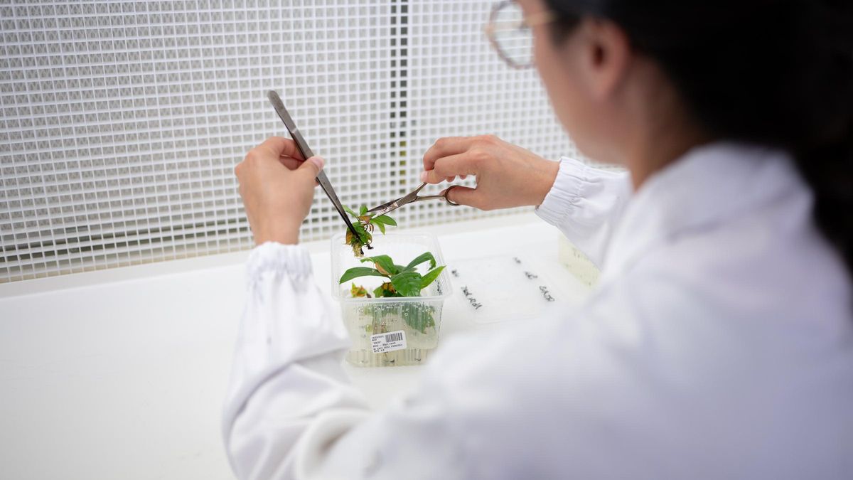 Una científica transplata brotes de planta de café en el laboratorio de Nestlé en Tours (Francia)