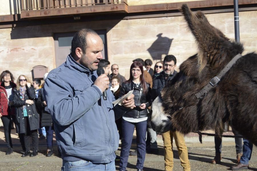 Fiesta de San Antón en Monfarracinos