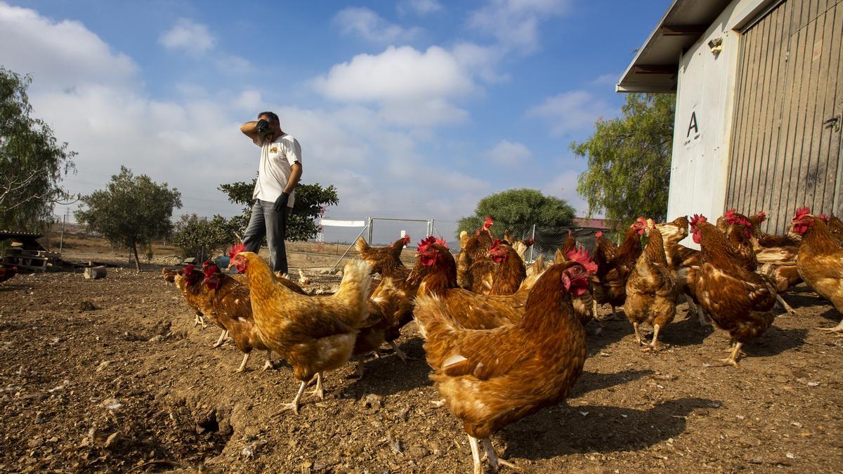 Una explotación de gallinas ponedoras camperas en Mutxamel.