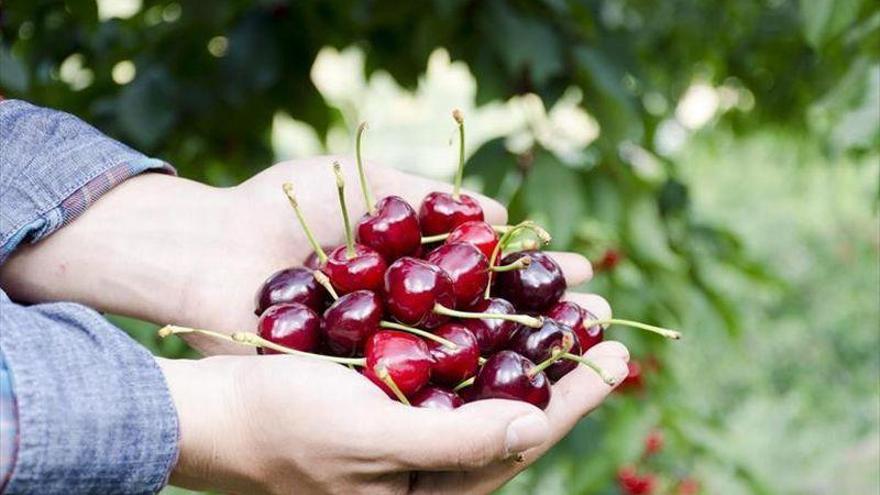 La producción de cereza bajará esta campaña en Aragón, Extremadura y Levante