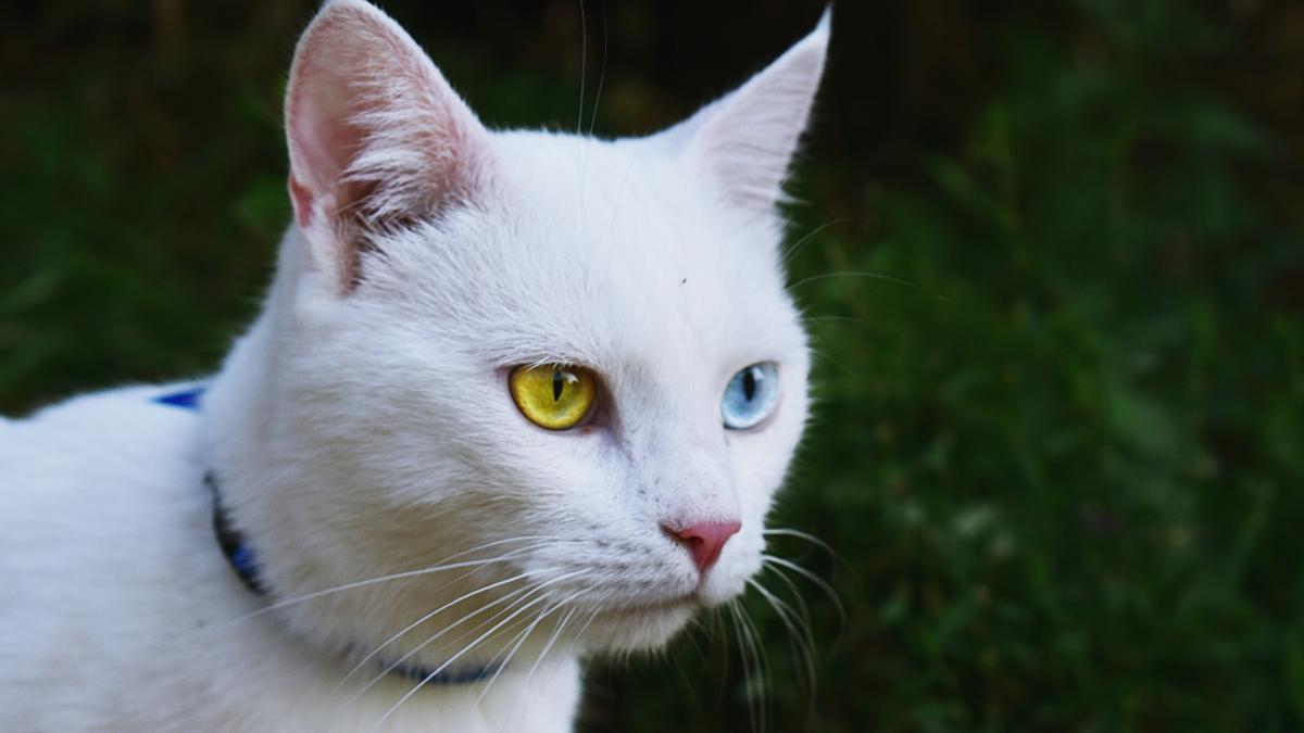 Khao Manee, también conocido como &quot;Ojo de Diamante&quot; es una raza de gatos muy exclusiva y son originarios de Tailandia.