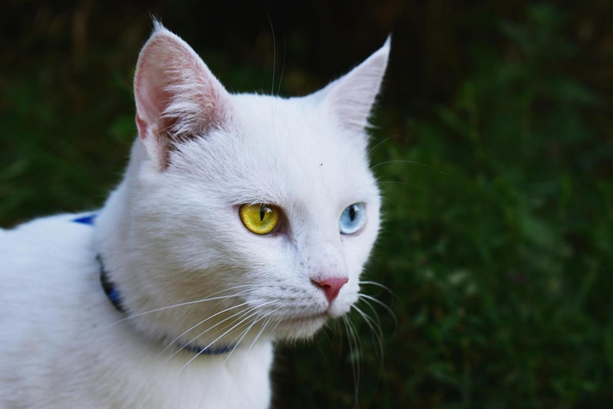 Khao Manee, también conocido como &quot;Ojo de Diamante&quot; es una raza de gatos muy exclusiva y son originarios de Tailandia.