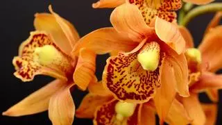 Tus orquídeas serán la envidia de toda la urbanización con este sencillo truco