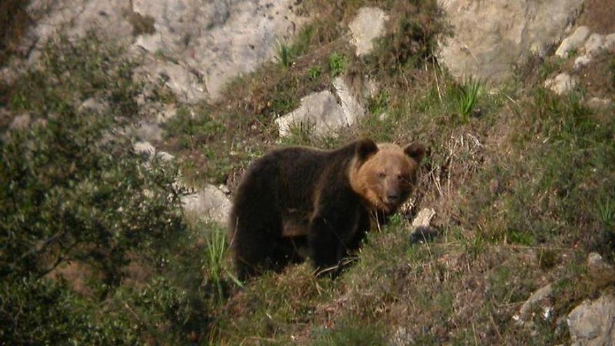 &quot;Convivimos a diario con el oso&quot;, replican los vecinos de las Ubiñas al FAPAS