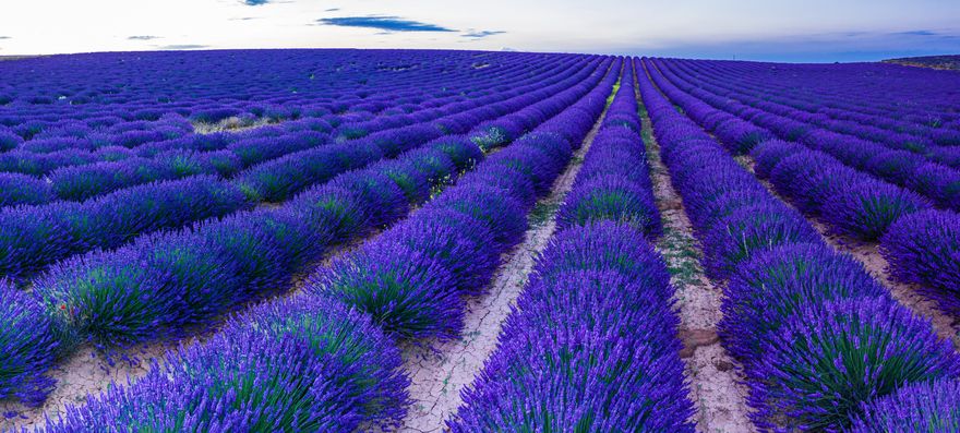 Campos de lavanda en Brihuega.