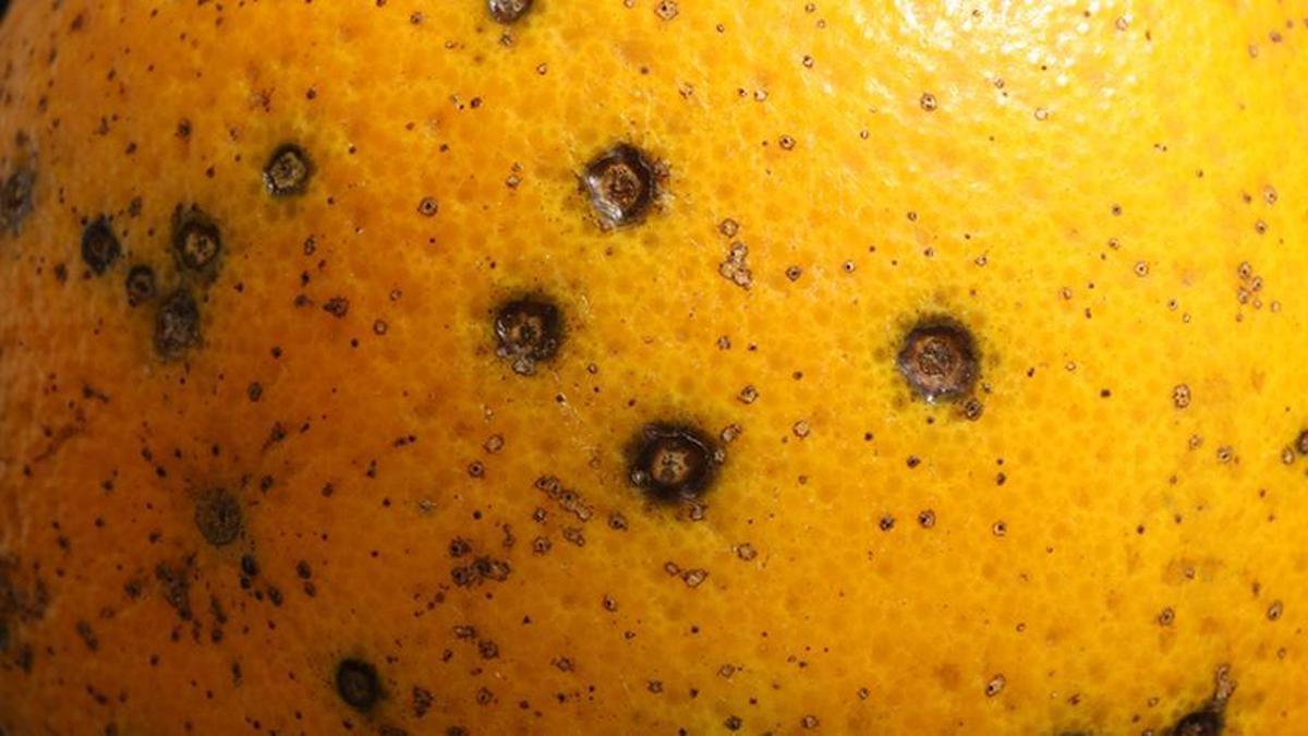 Una naranja infectada con mancha negra.