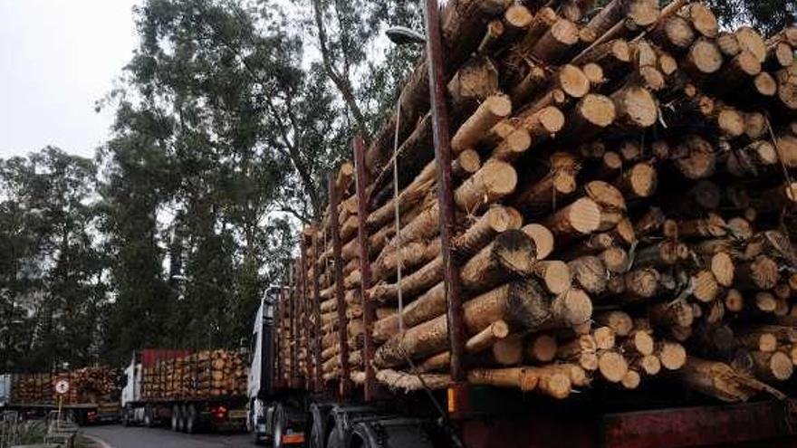 Camiones cargados de madera para la fábrica de Ence. // G. Santos