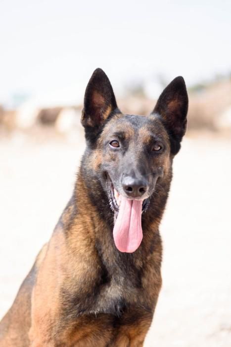 Perro policía jubilado busca hogar en Canarias