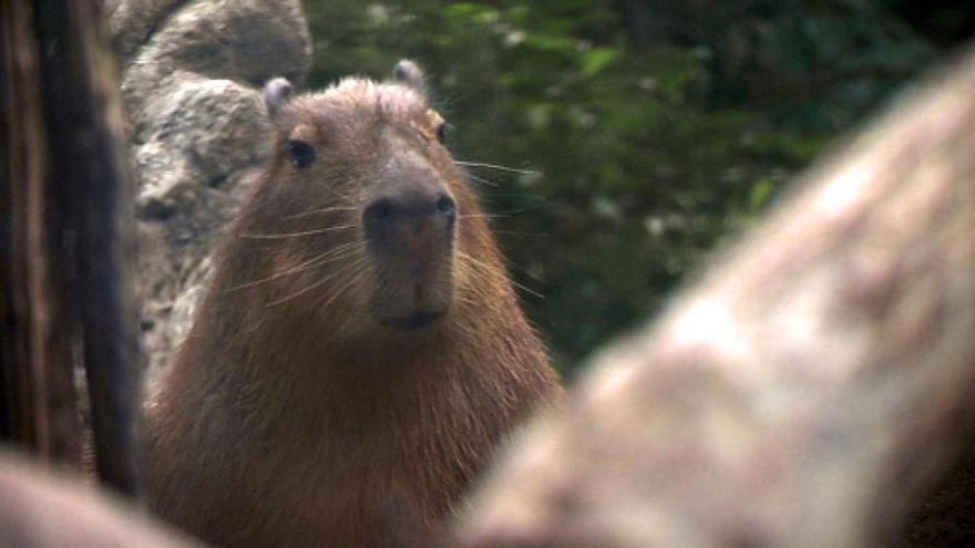 Capibara