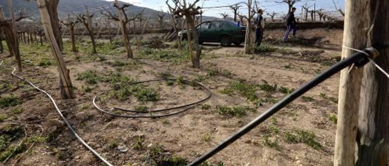 La controvertida infraestructura hídrica ha sido muy importante para los agricultores de Aspe.