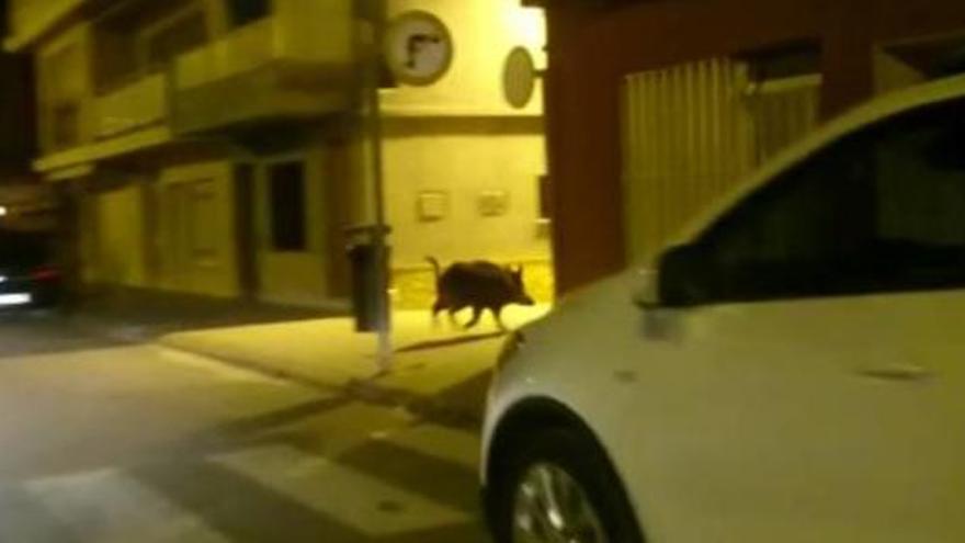Un animal suelto por las calles de Torrenostra.